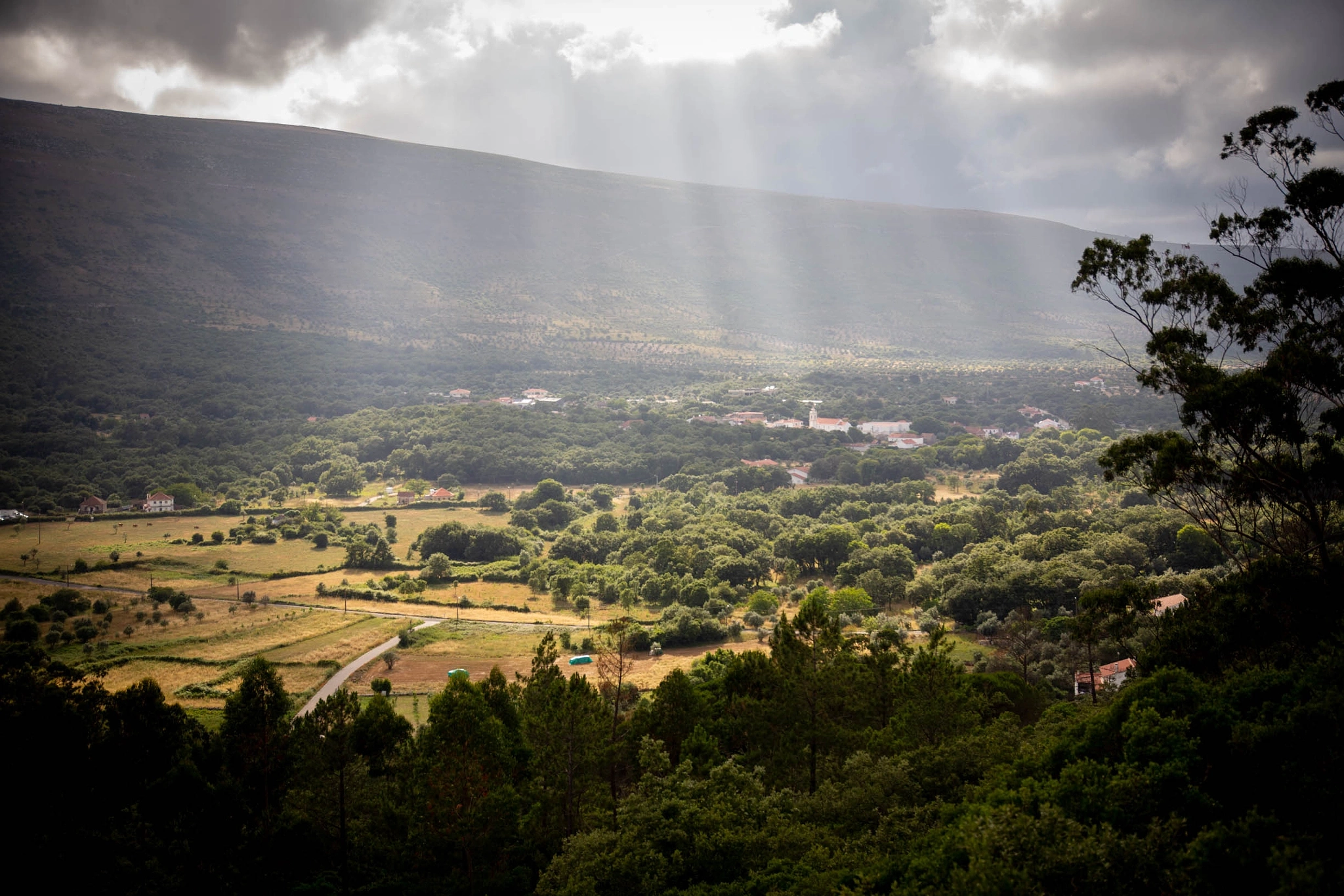 Crepuscular rays break through heavy cloud cover and illuminate patches of a green valley floor, the scene framed by eucalyptus and pine on the slope in the foreground.