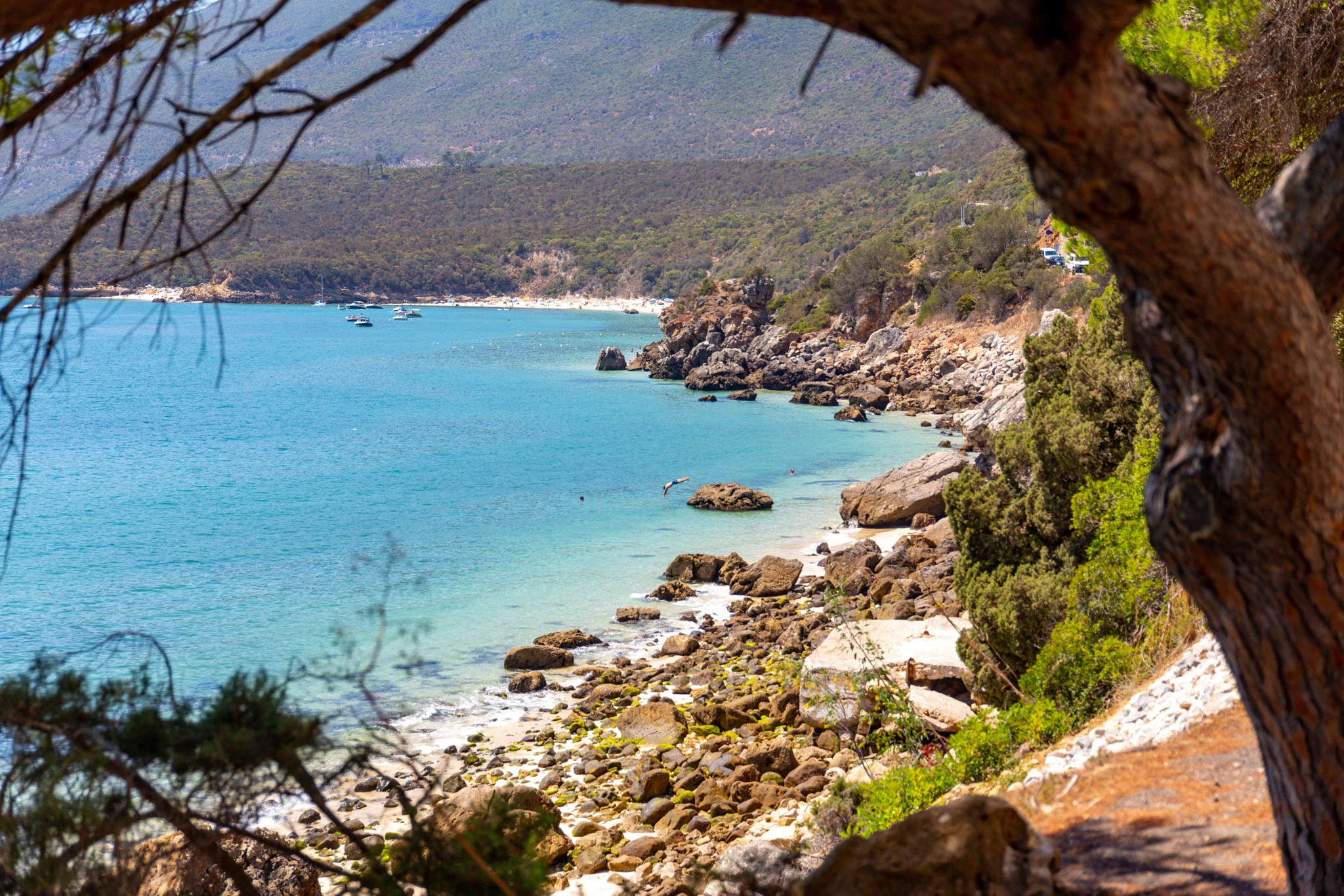 A tucked-away cove with vivid turquoise water is glimpsed through the branches of coastal pines, rocky outcrops framing it and forested mountains climbing above.
