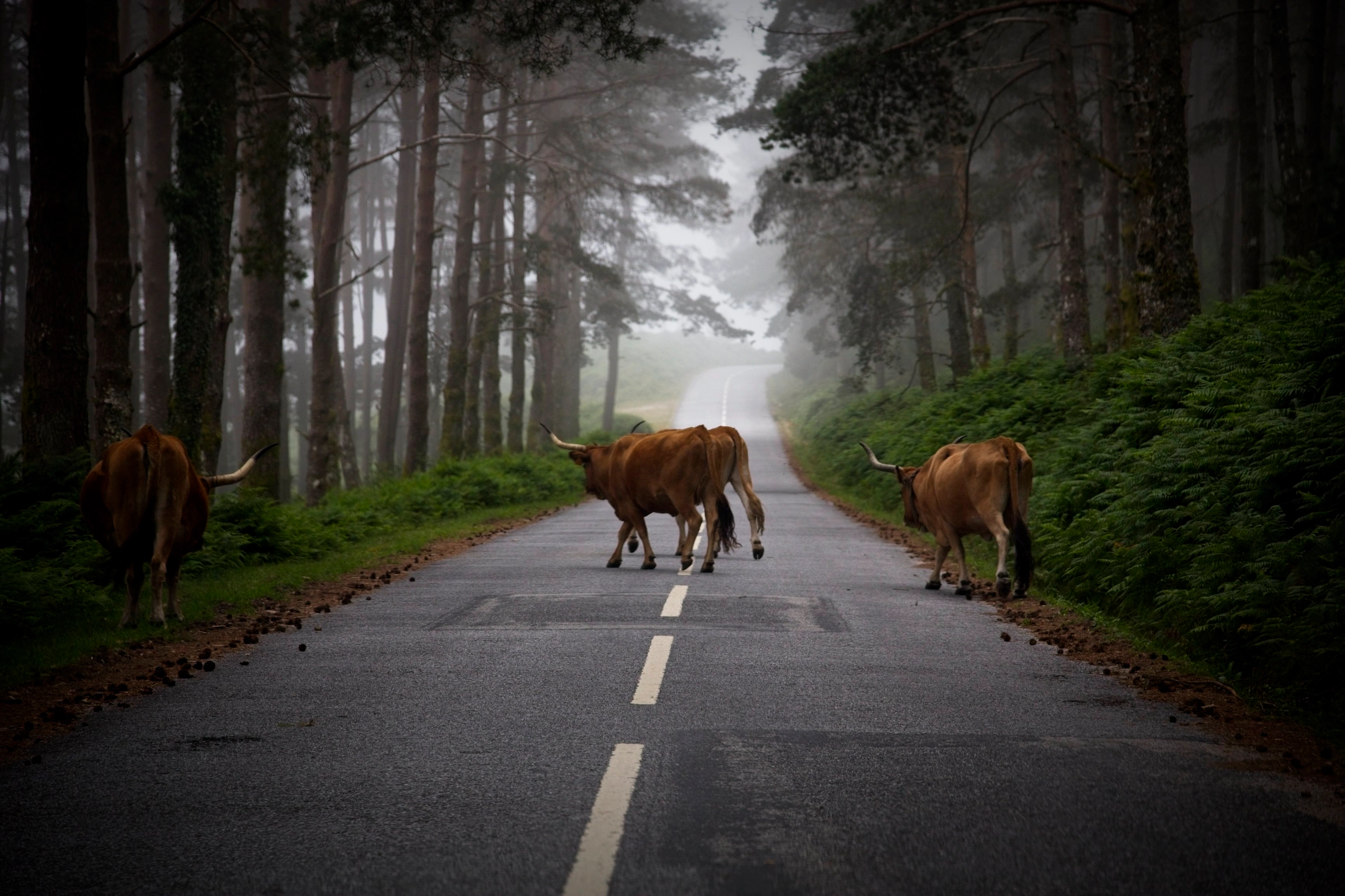 A herd of long-horned Barrosã cattle ambles across a mist-shrouded pine road in Gerês, the trees fading into soft white fog and the wet tarmac gleaming beneath their hooves.